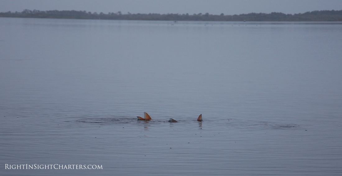 Mosquito Lagoon Tailing Redfish – RIGHT IN SIGHT CHARTERS