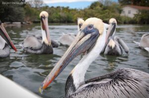 Right Insight Charter - Mosquito Lagoon - Wild Life - brown pelican