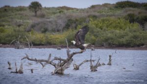 Mosquito Lagoon Wild Life bald eagle takng flight
