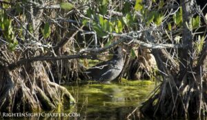 Right Insight Charter - Mosquito Lagoon - Wild Life - bird