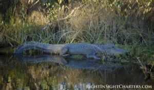 Right Insight Charter - Mosquito Lagoon - Wild Life - crocodile