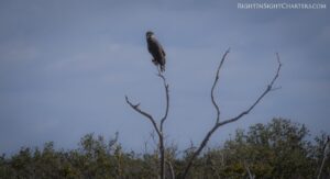 Right Insight Charter - Mosquito Lagoon - Wild Life - falcon