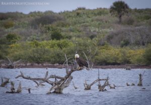 Right Insight Charter - Mosquito Lagoon - Wild Life - bald eagle