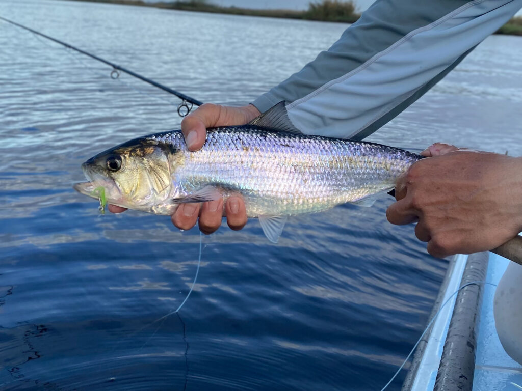 redfish, redfish on fly, sightfishing, mosquito lagoon, indian river lagoon, new smyrna beach, new smyrna beach fly fishing, flats fishing, backcountry fishing, fishing flats, sight fishing the flats, shallow water sight fishing, fly fishing, saltwater fly fishing, tailng redfish, seatrout on fly, black drum on fly, snook on fly, tarpon on fly, florida sight fishing, florida fly fishing, winter redfishing, shad, shad on fly, st johns river