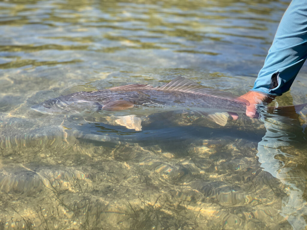 redfish, redfish on fly, sightfishing, mosquito lagoon, indian river lagoon, new smyrna beach, new smyrna beach fly fishing, flats fishing, backcountry fishing, fishing flats, sight fishing the flats, shallow water sight fishing, fly fishing, saltwater fly fishing, tailng redfish, seatrout on fly, black drum on fly, snook on fly, tarpon on fly, florida sight fishing, florida fly fishing, winter redfishing, shad, shad on fly, st johns river