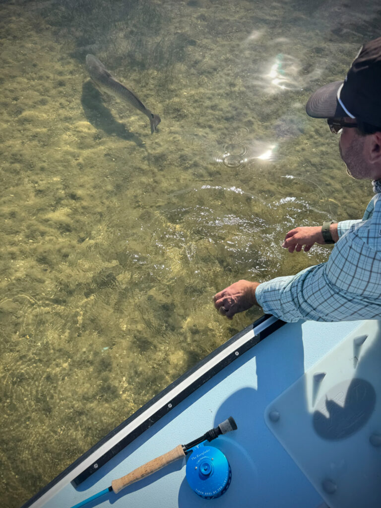 redfish, redfish on fly, sightfishing, mosquito lagoon, indian river lagoon, new smyrna beach, new smyrna beach fly fishing, flats fishing, backcountry fishing, fishing flats, sight fishing the flats, shallow water sight fishing, fly fishing, saltwater fly fishing, tailng redfish, seatrout on fly, black drum on fly, snook on fly, tarpon on fly, florida sight fishing, florida fly fishing, winter redfishing, shad, shad on fly, st johns river